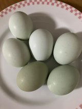 緑の一番星　4個