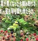 画像: 情熱の黒いちごジャム、できました。