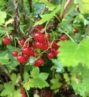 画像: 洋梨の水玉ジャム