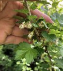 画像: バルタザール