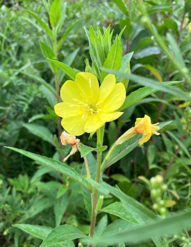 画像: 月見草と待宵草と宵待草